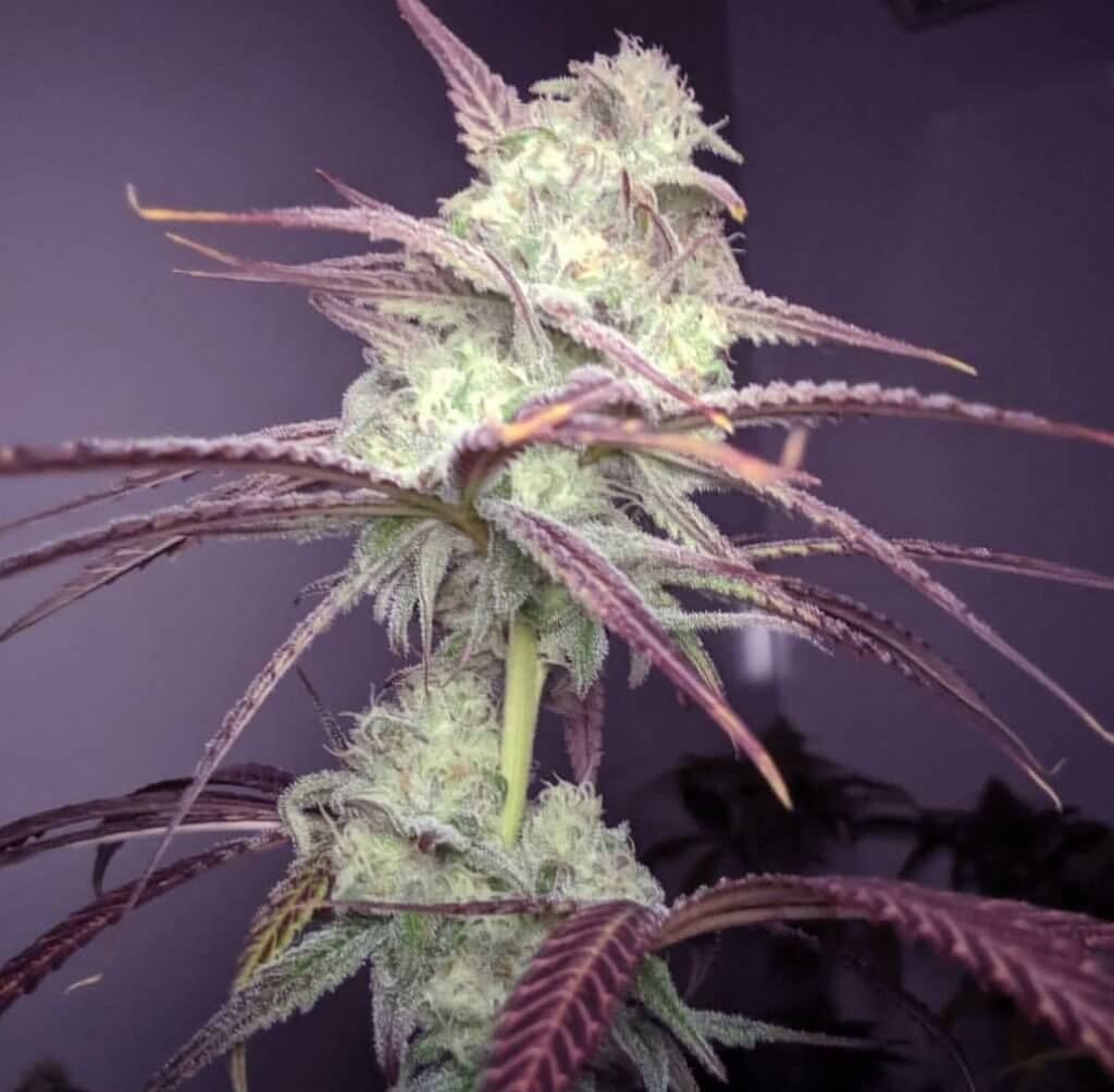 Buy strawberry banana seeds feminized strawberry banana seeds