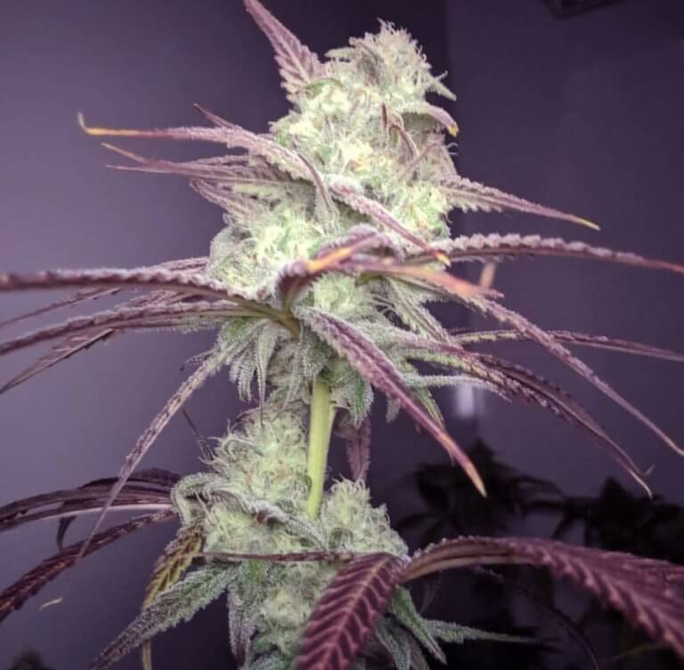 Buy Strawberry Banana Seeds Feminized Strawberry Banana Seeds