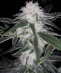 strawberry cough seeds strain usa