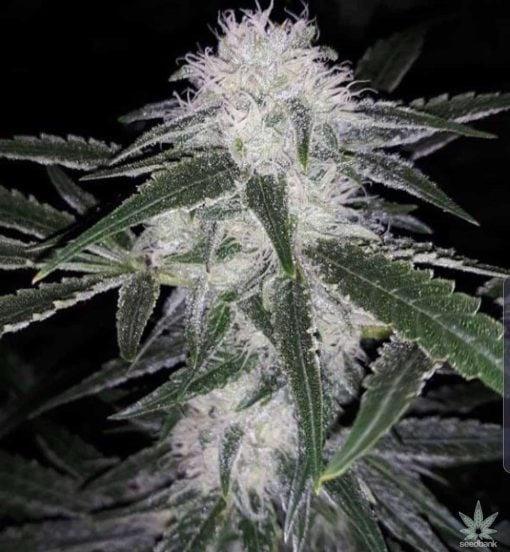 strawberry cough seeds strain usa