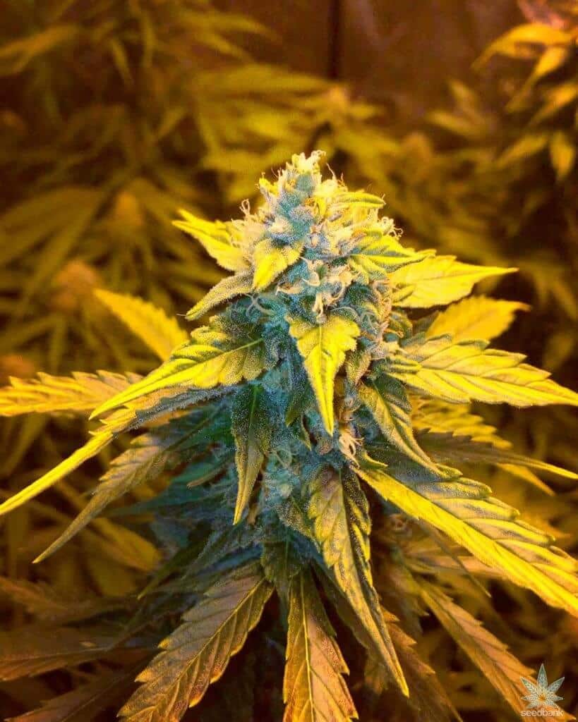 strawberry cough release date