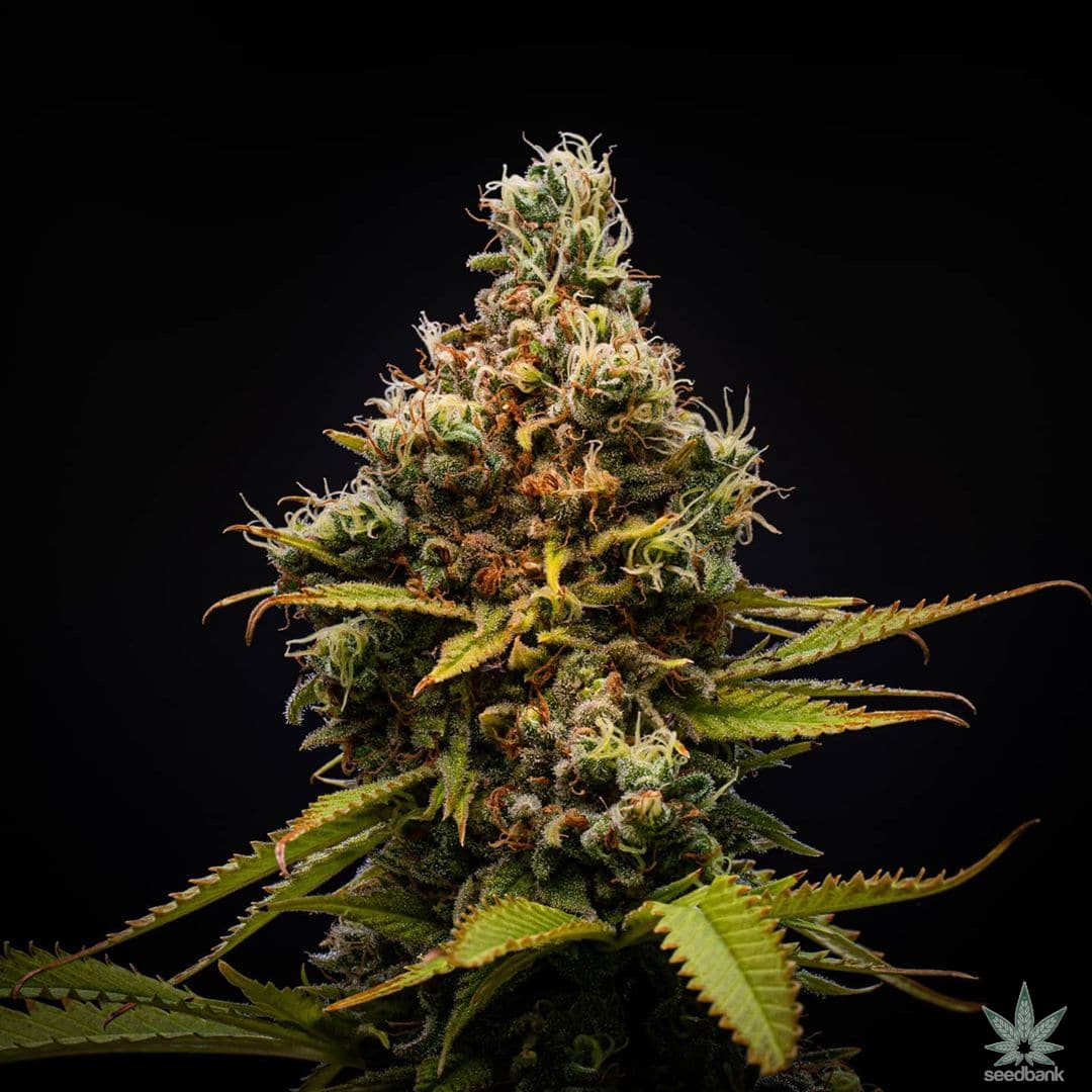 feminized white rhino seeds