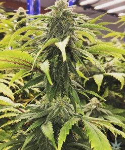 ak-47_strain_ak-47_marijuana_seeds_usa