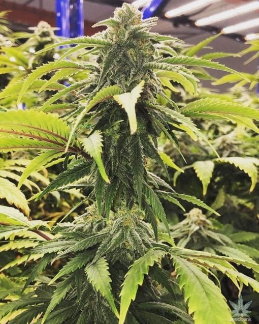 ak-47_strain_ak-47_marijuana_seeds_usa