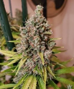 ak47_seeds_ak-47_weed_seeds_usa