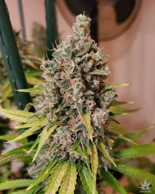 ak47_seeds_ak-47_weed_seeds_usa