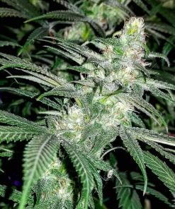 blue dream strain marijuana seeds