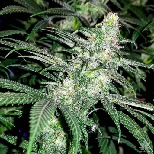 Semillas de marihuana variedad Blue Dream.