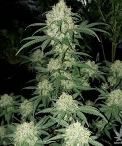 blue dream strain seeds