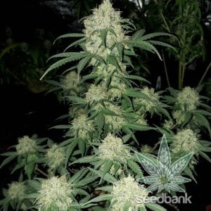VIRGINIA SEED BANK products blue dream strain seeds usa blue dream seeds