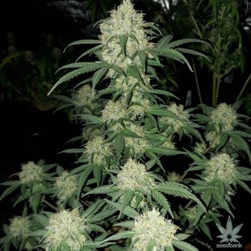 blue dream strain seeds