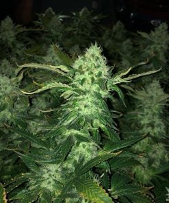 blue dream weed seeds