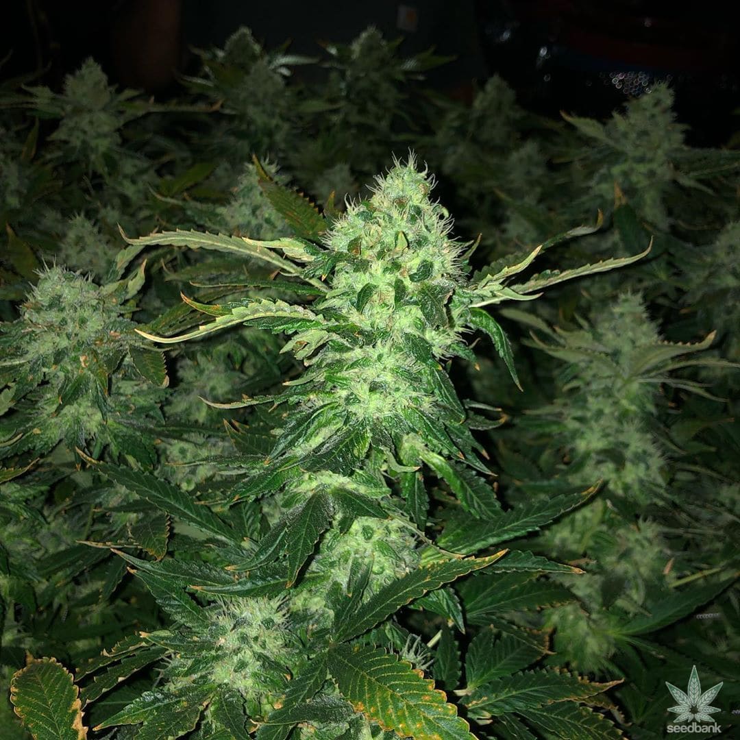 Blue Dream Seeds | Feminized And Autoflowering Blue Dream Strain