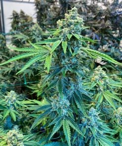 bubba_kush_strain_cannabis_seeds_usa