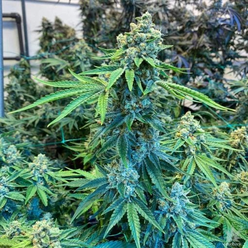 bubba_kush_strain_cannabis_seeds_usa