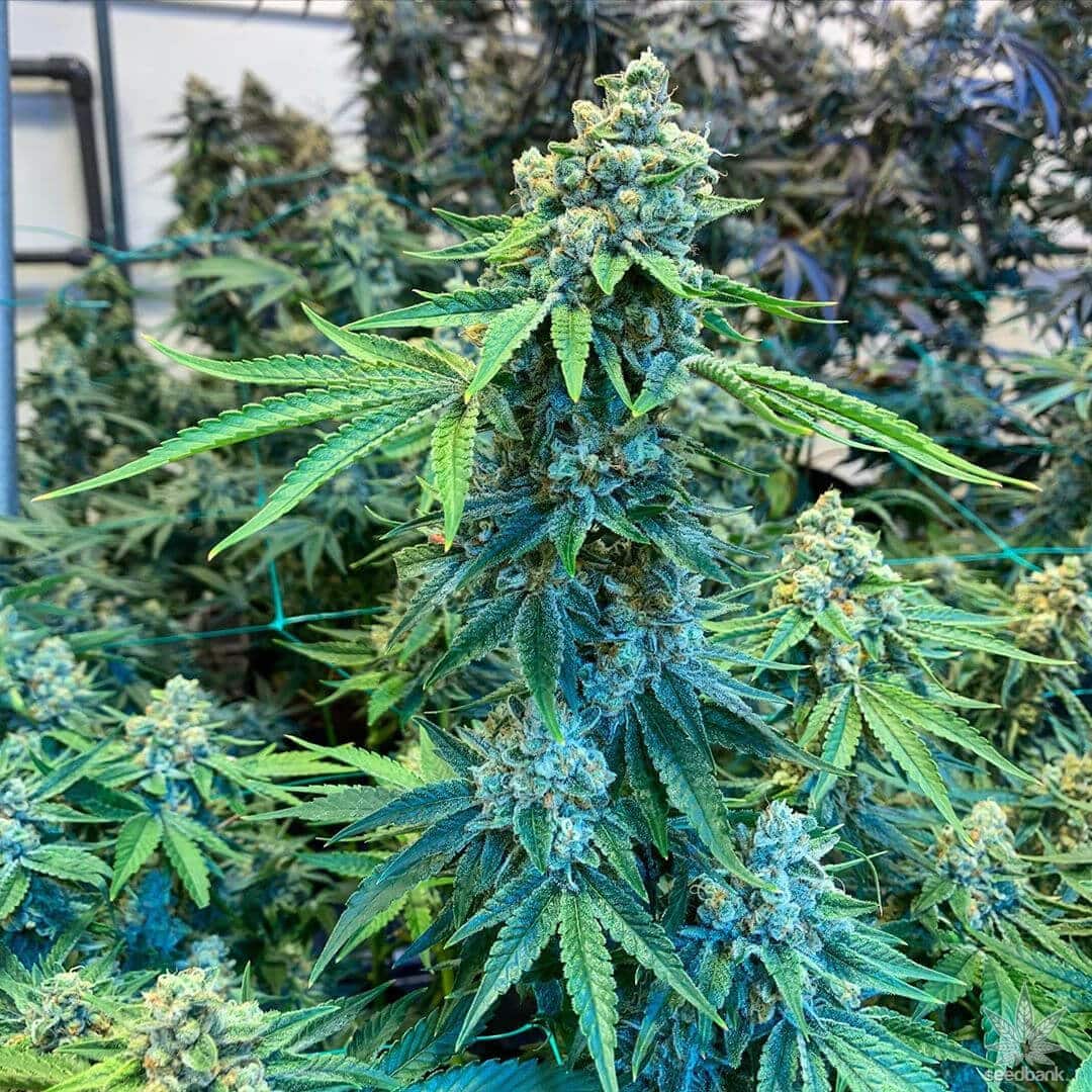 Pre 98 Bubba Kush Feminized Seeds for Sale | Colorado Breeders