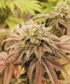 bubba_kush_strain_pot_seeds_usa