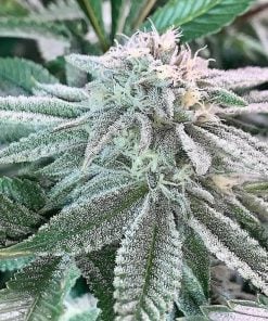 bubba_kush_strain_seeds_usa