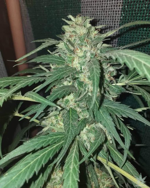 cbd_sour_lemon_haze_cannabis_seeds_usa