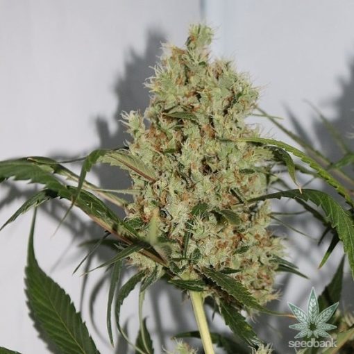 cbd_sour_lemon_haze_seeds_usa