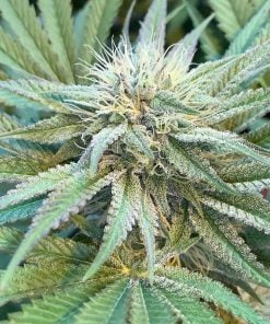 gg4 strain gorilla glue seeds usa