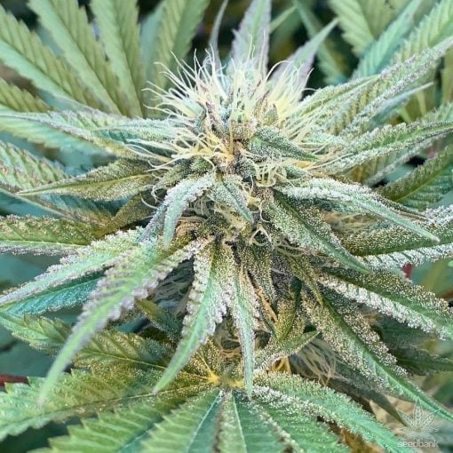 gg4-Sorte Gorilla Glue Seeds USA