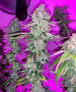 graines de cannabis purplepunch États-Unis
