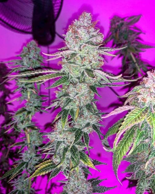 semillas de cannabis purplepunch estados unidos