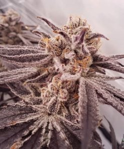graines de punch violet variété de marijuana usa
