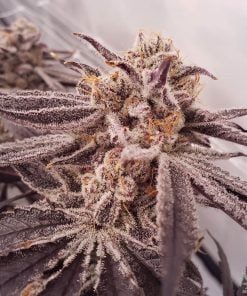 purple punch seeds marijuana strain usa