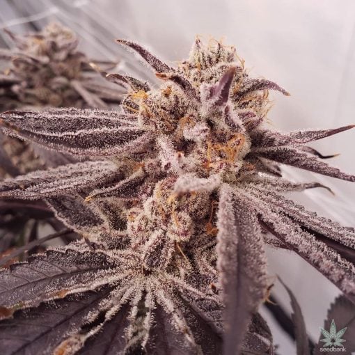 Purple Punch Seeds Marihuana-Sorte USA