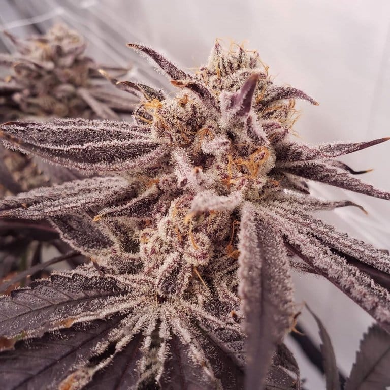 dank purple punch strain