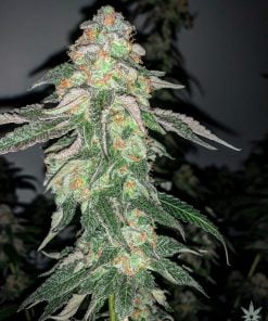 feminized Purple Punch cannabis Seeds