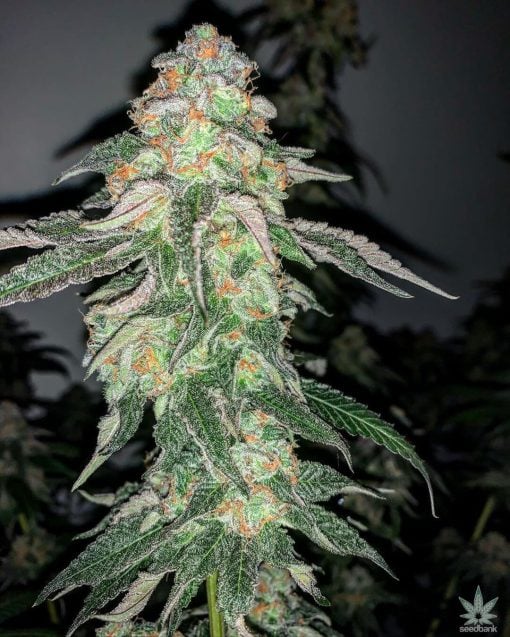 Semillas de cannabis feminizadas Purple Punch