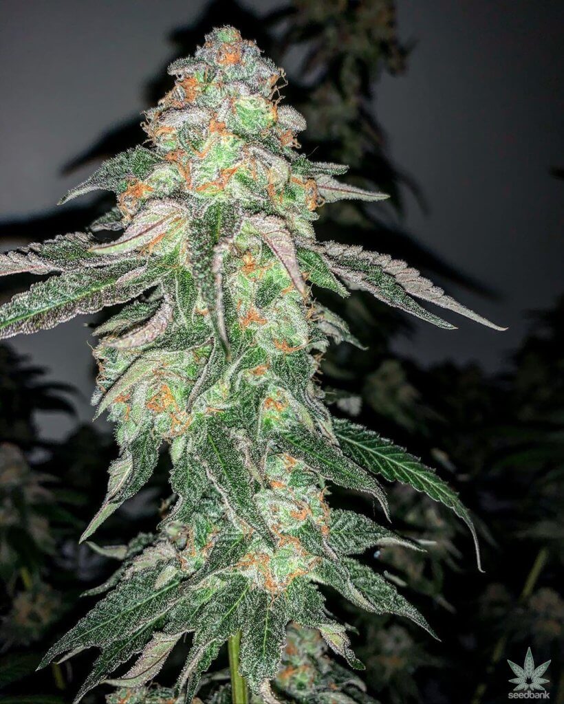 purple punch strain purple punch strain