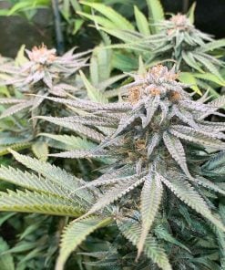 feminisierte Purple Punch-Sorte Seeds USA