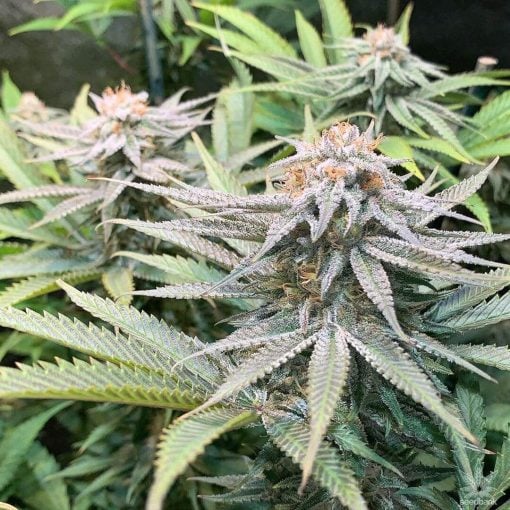 Semillas feminizadas de la variedad Purple Punch usa