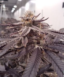 Purple Punch Strain Unkrautsamen USA