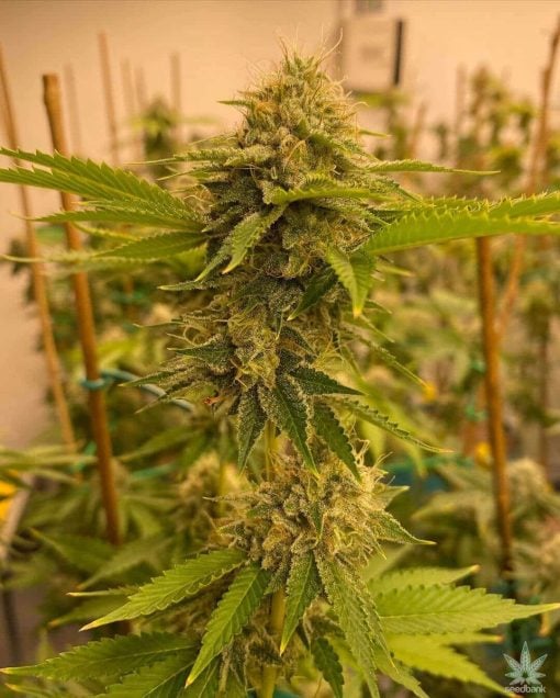 sfv_og_kush_marijuana_seeds_san_fernando_valley_weed_strain_USA