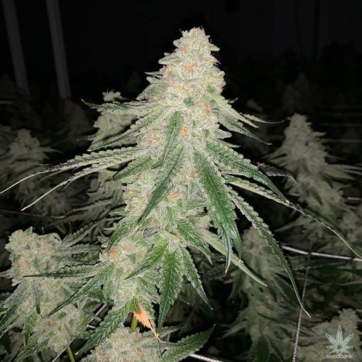 sfv_og_kush_seeds_san_fernando_valley_weed_strain_USA