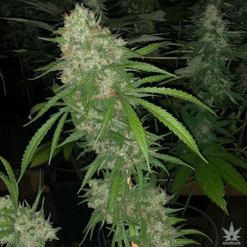 sfv_og_kush_strain_san_fernando_valley_seeds_USA