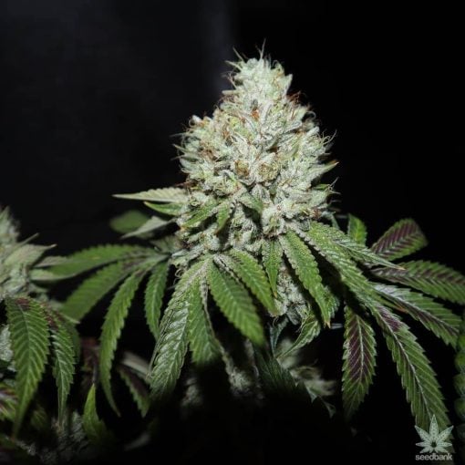 graines de cannabis diesel