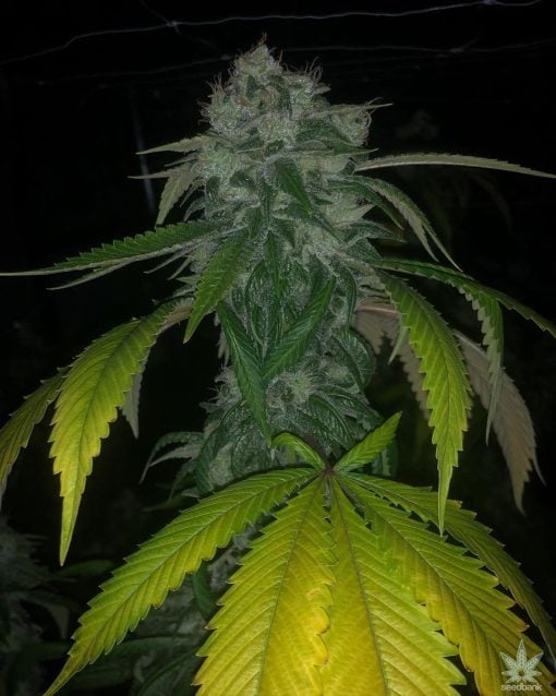 feminized sour diesel seeds