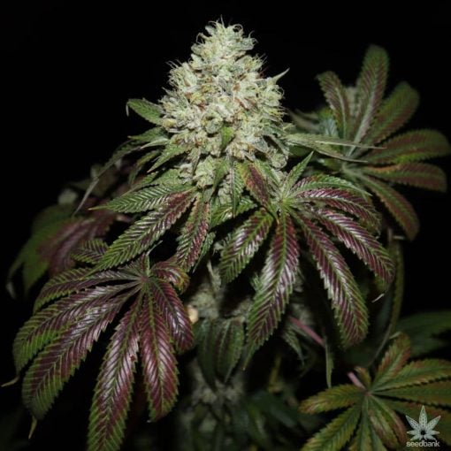 graines de marijuana diesel aigre