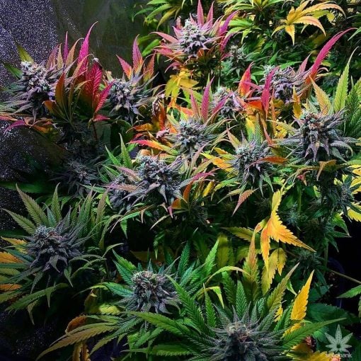 variedad_super_skunk_seeds_usa