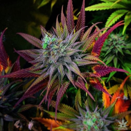 super_skunk_weed_seeds_usa