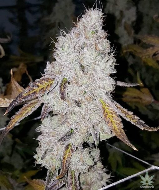 Wedding_cake_seeds_cannabis_strain_usa