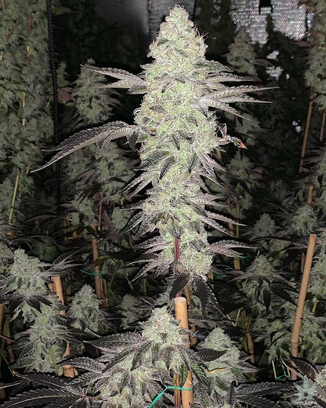 Buy Mimosa x Tangerine Strike feminized seed because of the Barney's Ranch