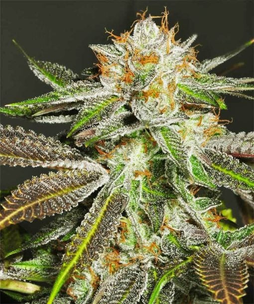 Bruce Banner Fast Flower sm