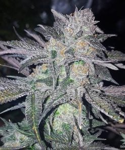 CBD-Sorte White Widow